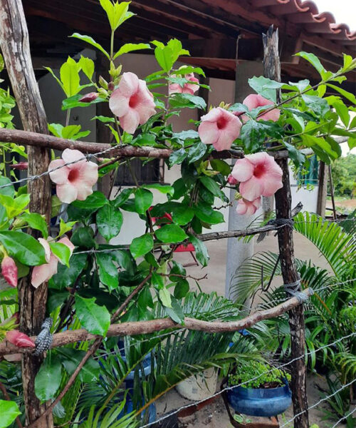 Almanda peach colour