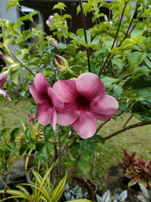 Almanda purple colour