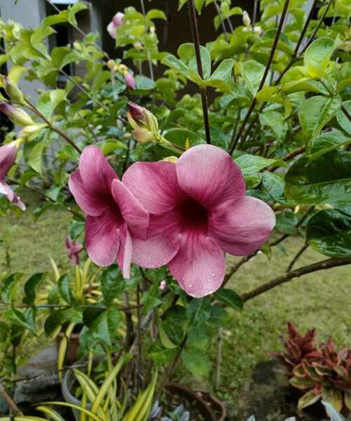 Almanda purple colour