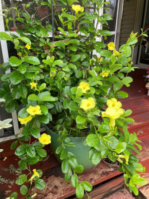 Almanda yellow colour