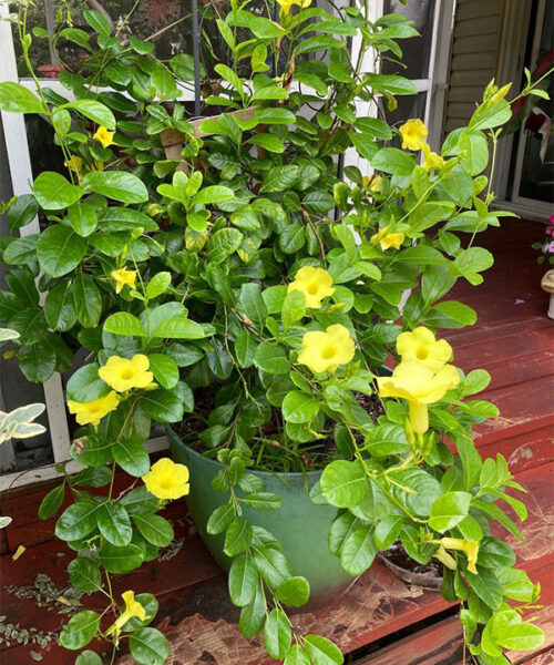 Almanda yellow colour