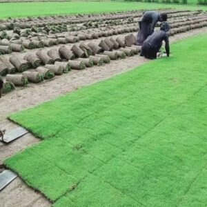American grass