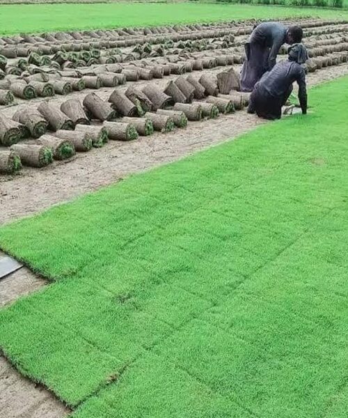 American grass
