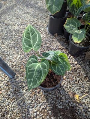 Anthurium crystallinum