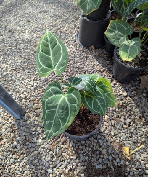Anthurium crystallinum
