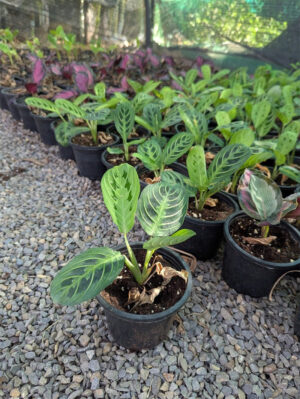 Calathea  Mara ta