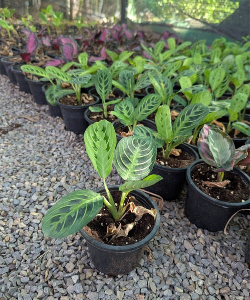 Calathea  Mara ta