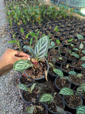 Calathea veitchiana red