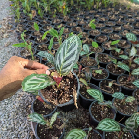 Calathea veitchiana red