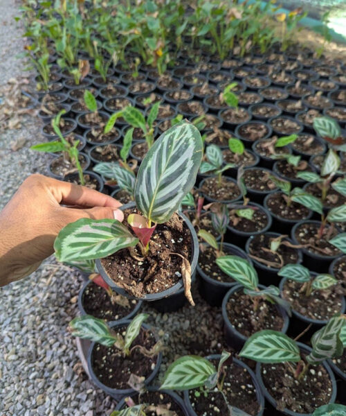 Calathea veitchiana red
