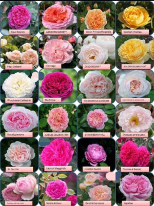 David Austin