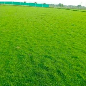 Fine Dhaka Grass