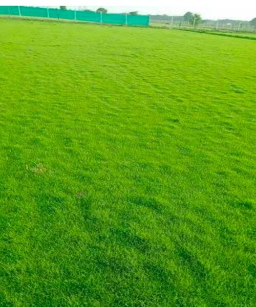 Fine Dhaka Grass