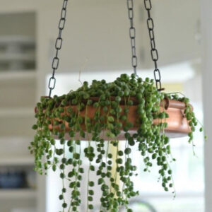 Hanging Plants - Image 3
