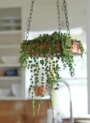 Hanging Plants - Image 5