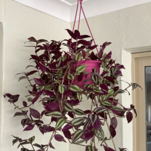 Hanging Plants - Image 2