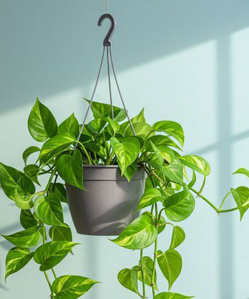 Hanging Plants