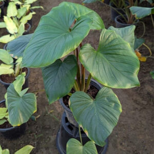 Homalomena green