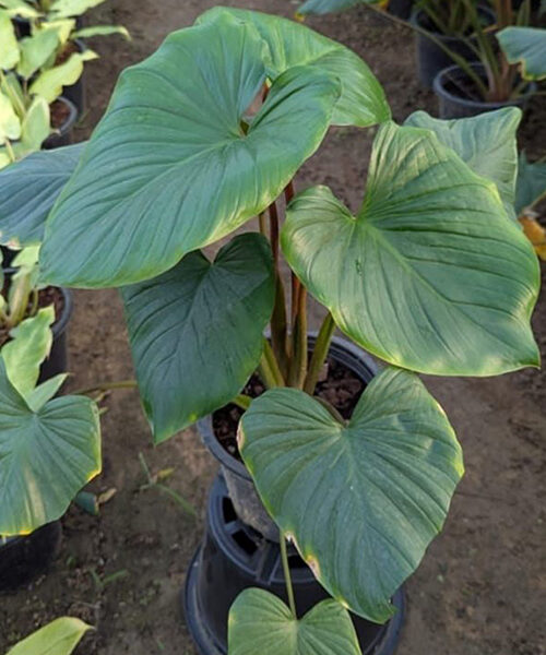 Homalomena green