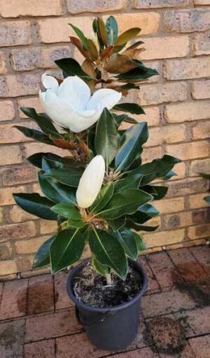 Magnolia
