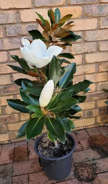 Magnolia