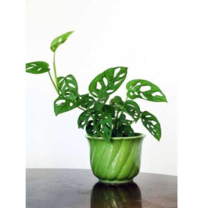 Monstera