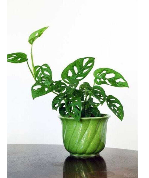 Monstera