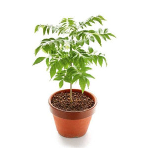 Neem