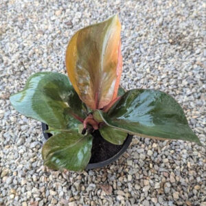 Philodendron Ted heart