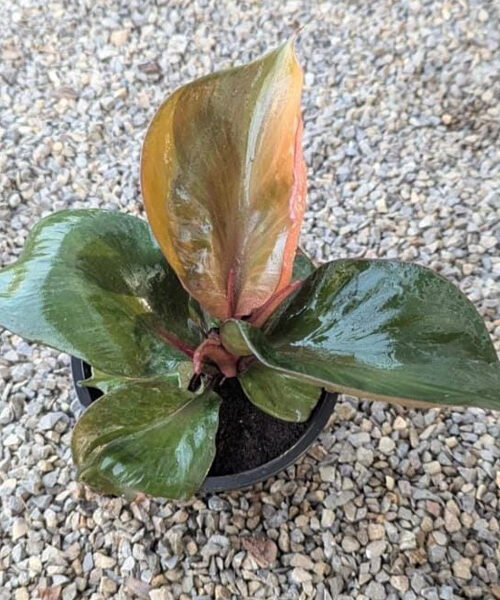 Philodendron Ted heart