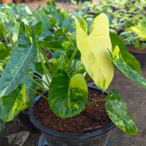 Philodendron burle marxi
