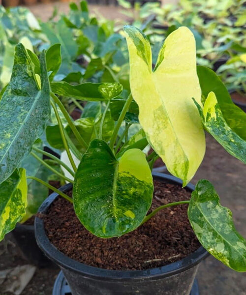 Philodendron burle marxi