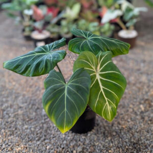 Philodendron Gloriosum