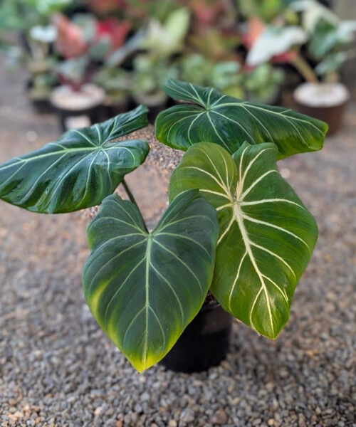 Philodendron Gloriosum
