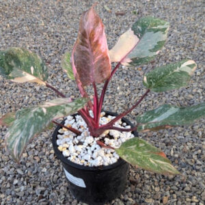 Philodendron Pink Marble Princess 