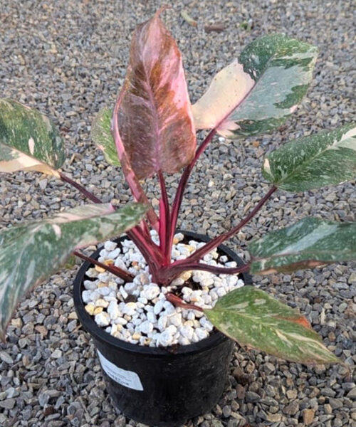Philodendron Pink Marble Princess 