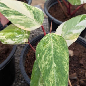 Philodendron strawberry shake