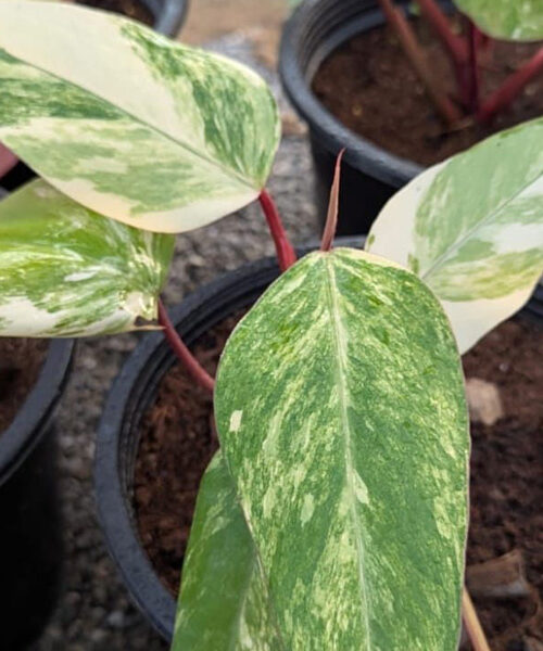 Philodendron strawberry shake