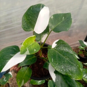 Philodendron White Princess