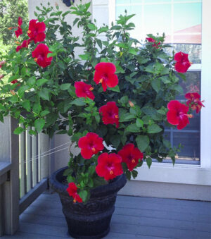 Red hibiscus