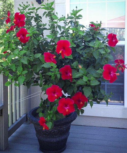 Red hibiscus