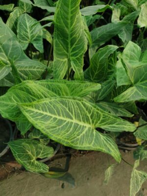 Syngonium - Image 2