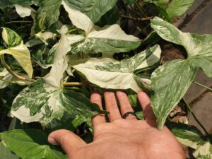 Syngonium - Image 9