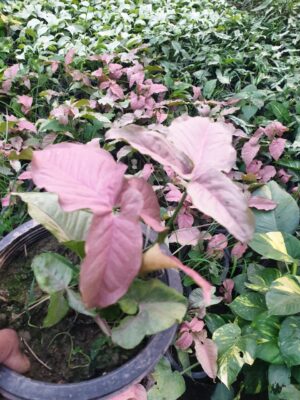 Syngonium - Image 10