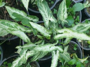 Syngonium - Image 3