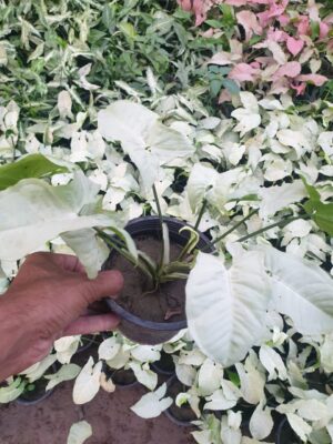 Syngonium - Image 4