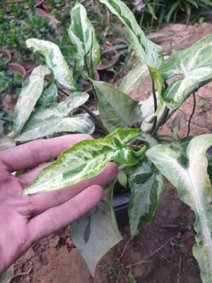 Syngonium - Image 5