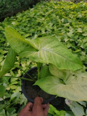 Syngonium - Image 6