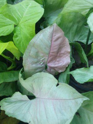 Syngonium - Image 7