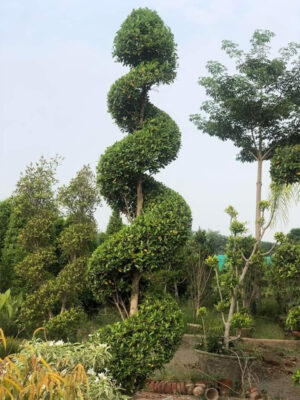 Semi spiral